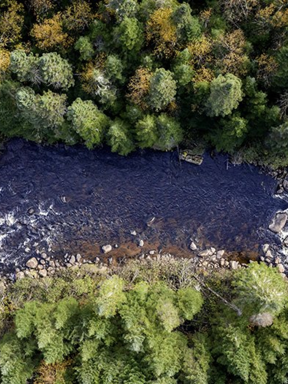 Vue aérienne d’une rivière entourée d’une dense forêt.
